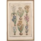 Kupferstecher des 18. Jhs.  Krokusse - Botanisches Blatt. Acht verschiedene Arten von Krokussen