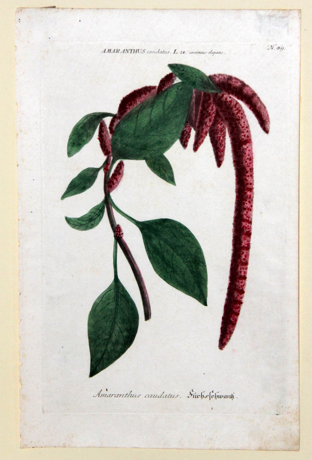 Weinmann, Johann Wilhelm  1683 Gardelegen - 1741.Deutscher Apotheker und Botaniker.  Amaranthus
