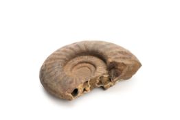 Großer Ammonit  Versteinerter Kopffüßler, ca. 45 Millionen Jahre alt.  31 x 26 cm.