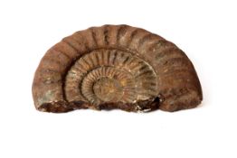 Großer Ammonit  Versteinerter Kopffüßler, ca. 45 Millionen Jahre alt. 37 x 42 cm.