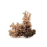 Korallenbaum, Südsee  Weiße Koralle. H.: 31 cm, Br.: 32 cm. Ein Zweig abgebr.