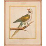 Martinet  "Perruche de Pondichery" Der bunte Vogel mit kräftigem Schnabel auf einem Ast. Colorierter
