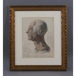 JOHANN ANDERLE (?) originale Bleistiftzeichnung, Anatomiestudie eines Kopfes, mitdetaillierter