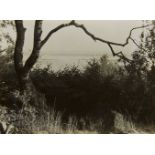 Albert Renger-PatzschBirkenast und Elbinseln [Birch branch and Elb Islands] Vintage gelatin silver