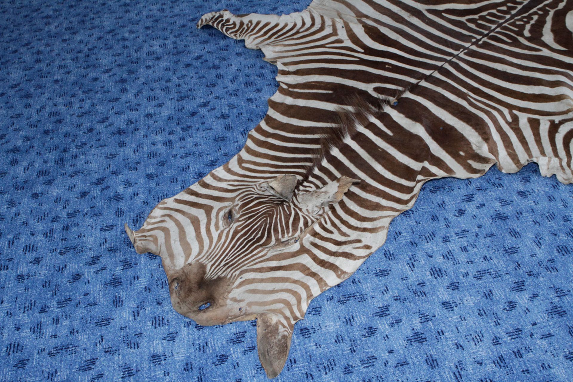 altes Zebrafell, Afrikanisch,  komplett mit Kopf, Ohren, Mähne und Schwanz, Länge 280 cm, guter - Bild 2 aus 2