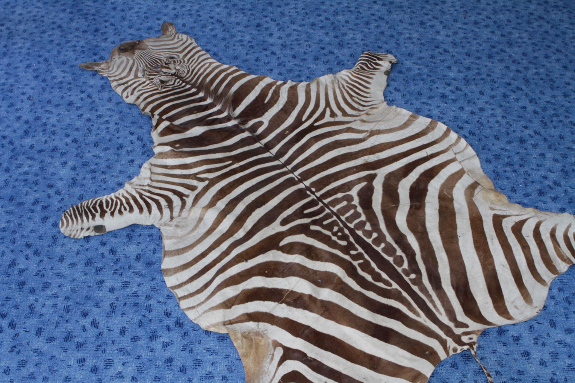 altes Zebrafell, Afrikanisch,  komplett mit Kopf, Ohren, Mähne und Schwanz, Länge 280 cm, guter