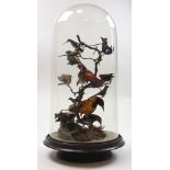 Large Victorian taxidermy arrangement of Birds of Paradise under a glass dome on a rotating wooden