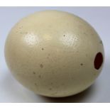 A large ostrich egg hollowed out