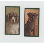 Cigarette cards, Taddy, Dogs, 5 cards nos 2, 7, 10, 15 & 21 (gd)