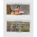 Cigarette cards, Ogden's, Racing Pigeons (set, 50 cards) (gen vg)