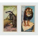 Trade cards, Chivers, Wild Wisdom in Africa (set, 48 cards) (10 fair, rest gd/vg)