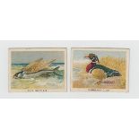 Cigarette cards, South Africa, Policansky Bros, Birds, Beasts & Fishes, 'M' size, (45/50 missing nos