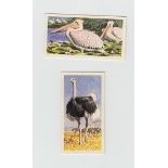 Trade cards, Brooke Bond, Rhodesian issue, African Birds (47/50, missing nos 18, 26 & 47) (3 poor,