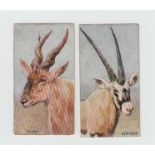 Cigarette cards, South Africa, Policansky Bros, South African Fauna, all 'Mast Cigarettes' back (