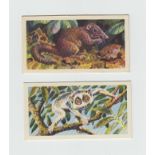 Trade cards, Brooke Bond, Rhodesian issue, Asian Wild Life (set, 50 cards) (no 1 with heavy ink mark