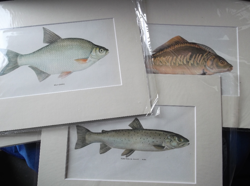 Fishing, a collection of 30+ card mounted colour book plates, each one showing a specimen fish,