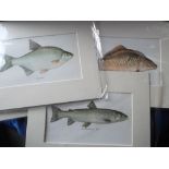 Fishing, a collection of 30+ card mounted colour book plates, each one showing a specimen fish,