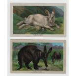 Trade cards, USA, Arbuckle Bros (Coffee), Animals 'P' size (47/50, missing Camel, Reindeer & Yak) (