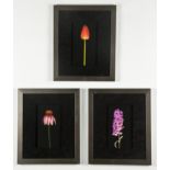 Suite of 3 Framed Botanical Photographs. Each Size: 22.75" x 18.75", 58 x 48 cm (frame). CLICK