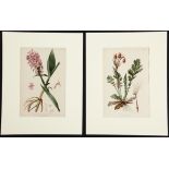 2 Antique Chromolithographic Botanical Prints, each matted. Size: 10.5" x 7", 27 x 18 cm (each).