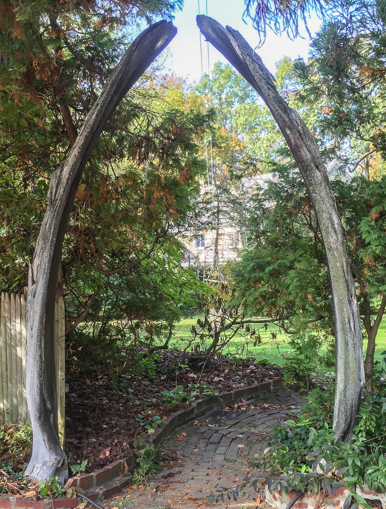 Pair of Massive Natural Whale Jawbones. These recovered, weathered bones were fashioned into a