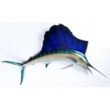 Taxidermy Mounted Sailfish. Size: 84" x 50" (213 x 127 cm). CLICK HERE TO BID