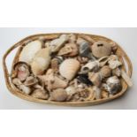 Memento Mori Seashell Collection. Consisting of anenomes, urchins, shells, mollusks, and various