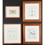 Group of 4 Framed Insect Engravings: including hand-colored examples; each professionally framed.