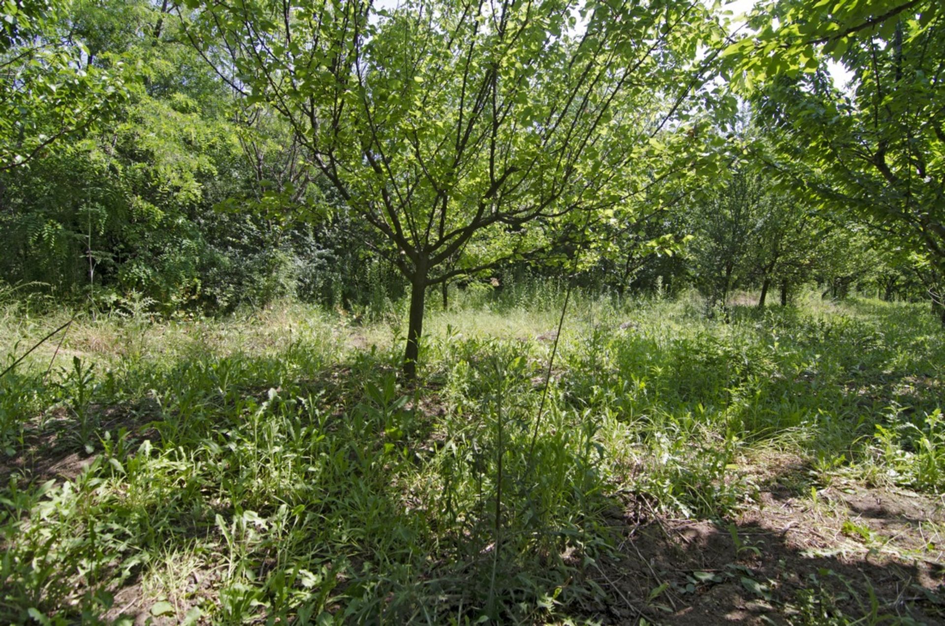 SILISTRA, BULGARIA  HOUSE IN 1/2 ACRE - Image 42 of 43