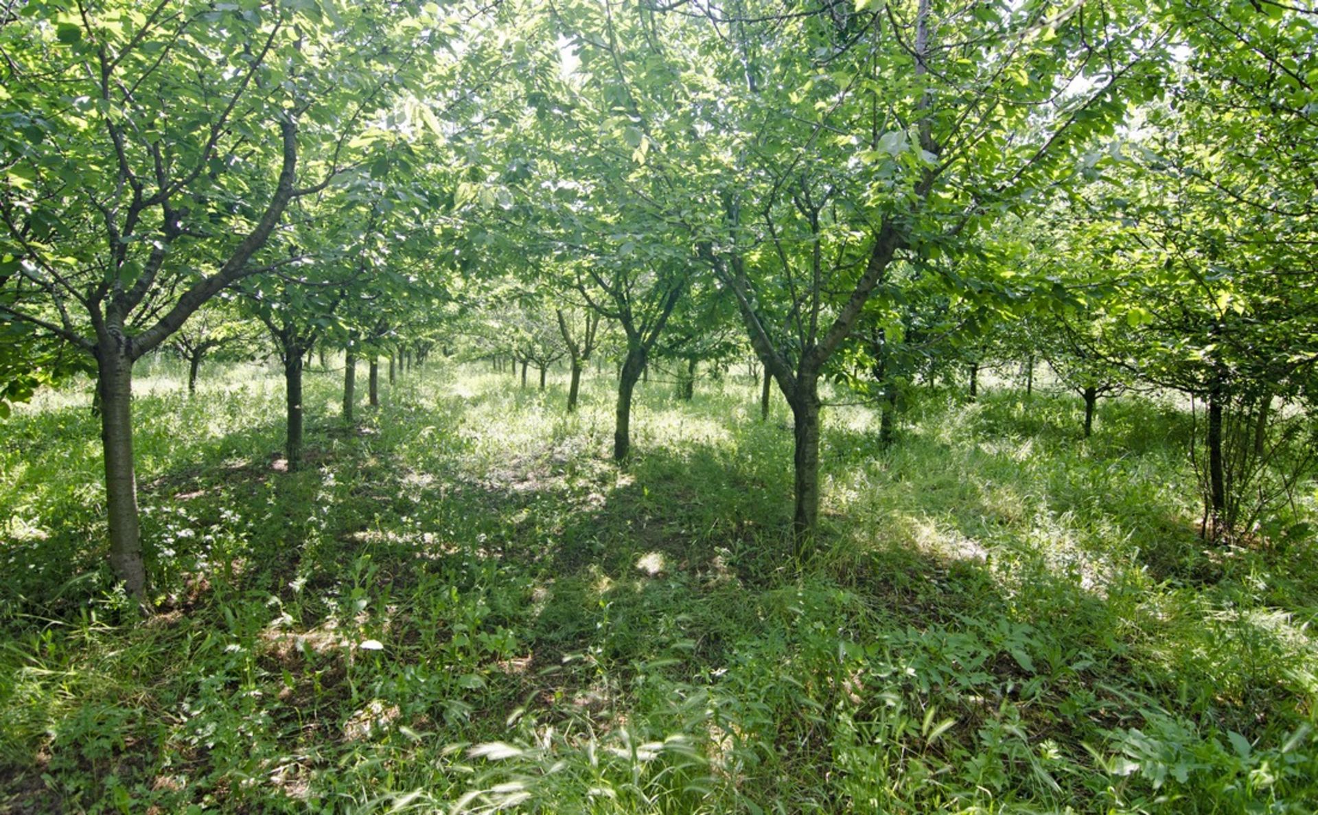 SILISTRA, BULGARIA  HOUSE IN 1/2 ACRE - Image 24 of 43