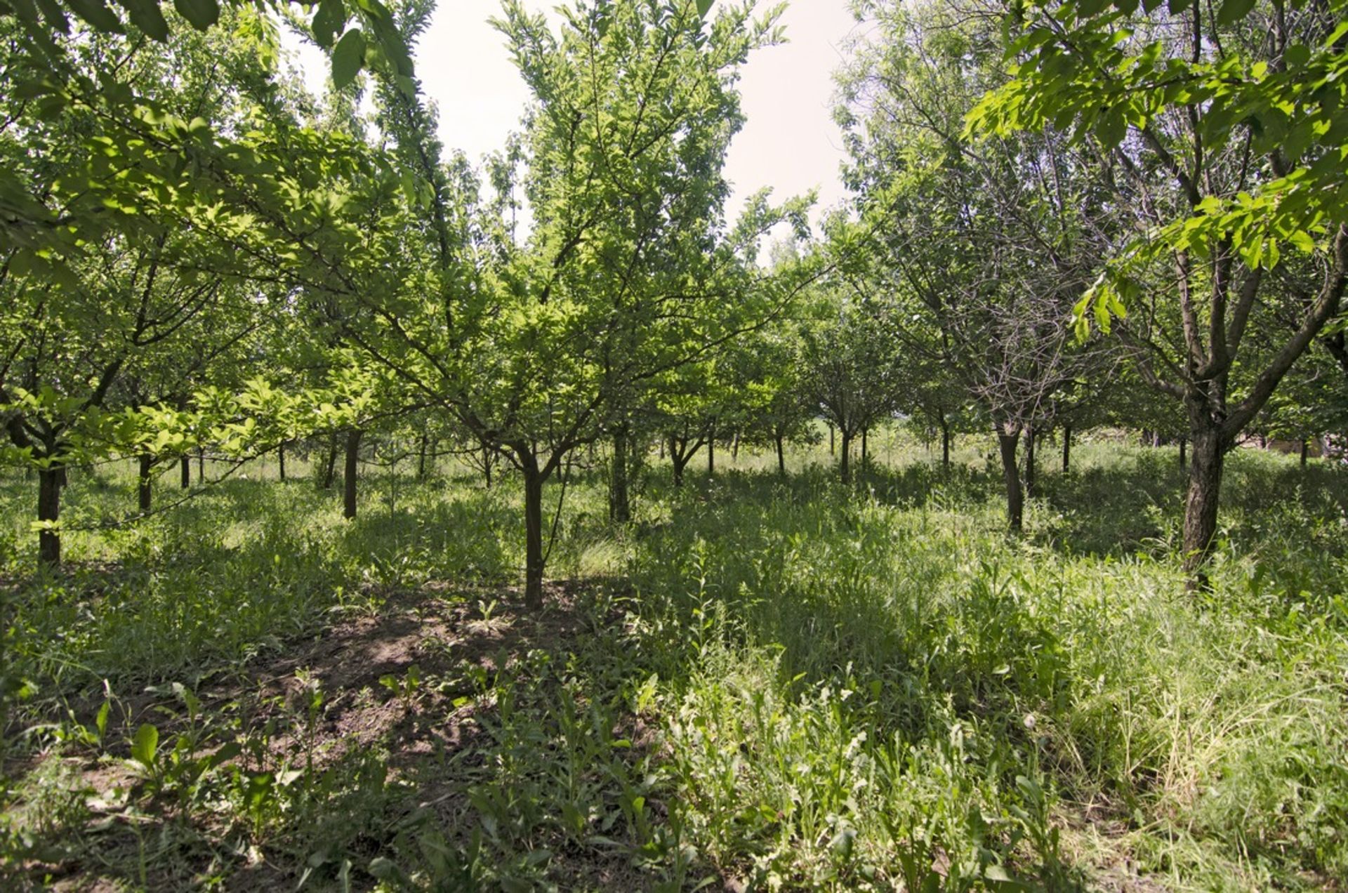 SILISTRA, BULGARIA  HOUSE IN 1/2 ACRE - Image 38 of 43