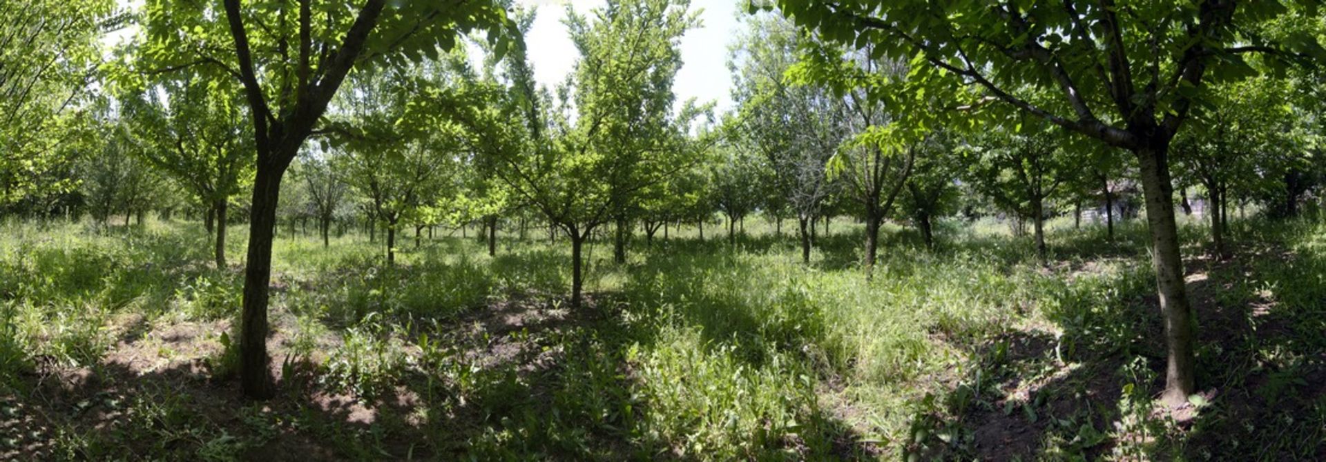 SILISTRA, BULGARIA  HOUSE IN 1/2 ACRE - Image 43 of 43