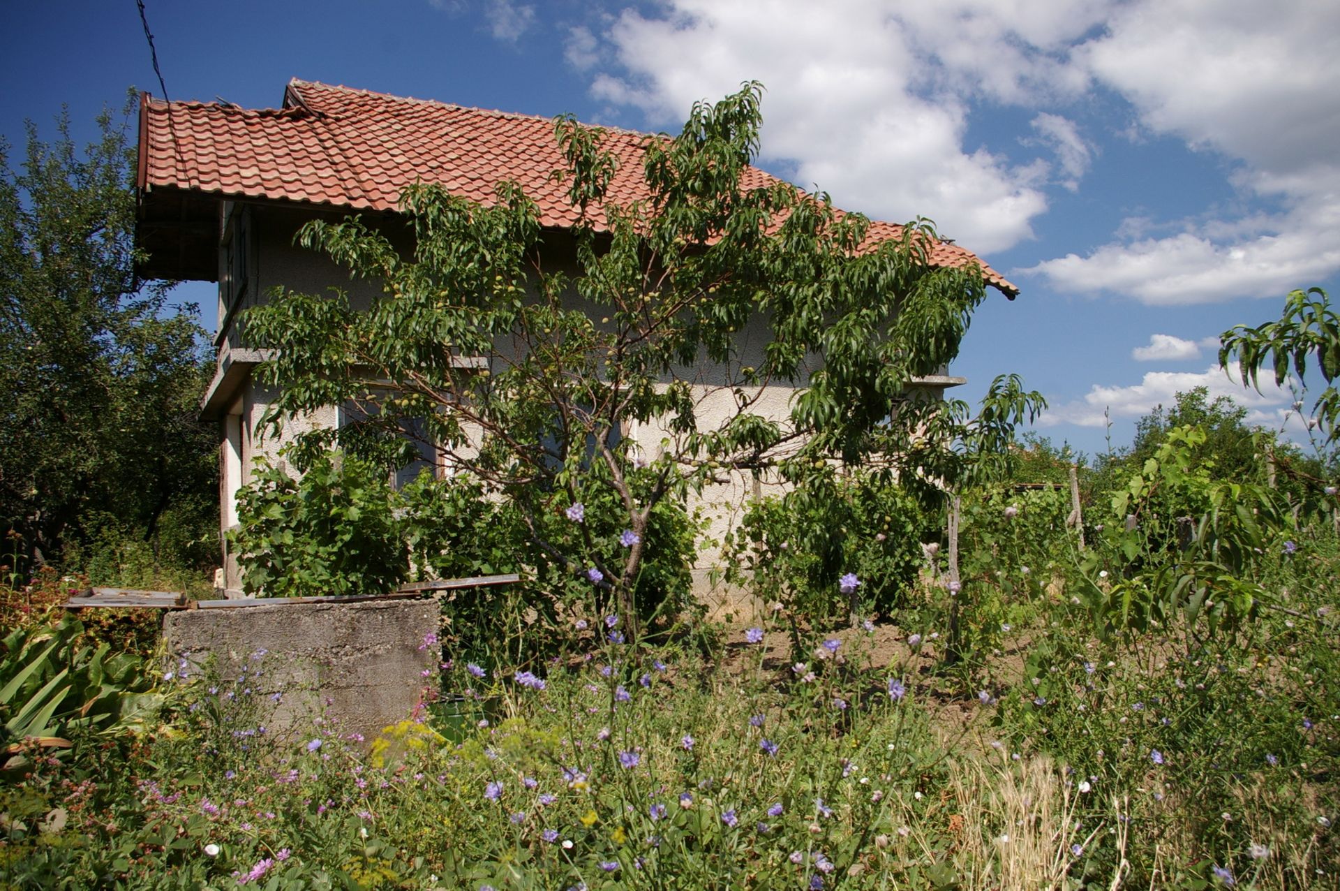 MODERN VILLA RABROVO, VIDIN, BULGARIA 1/2 ACRE GARDEN - Image 4 of 17