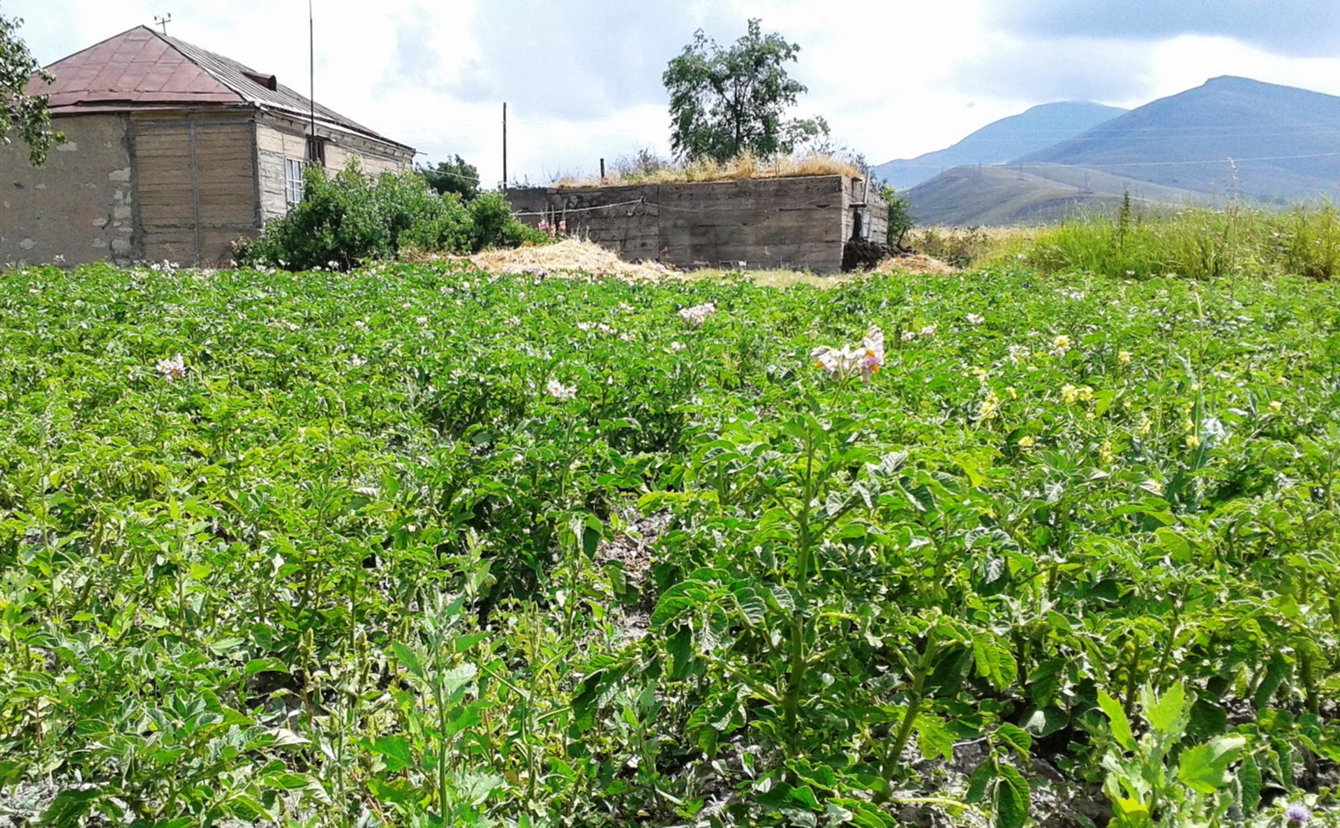 HOUSE IN 1 ACRE IN SOTK, ARMENIA - Image 11 of 35