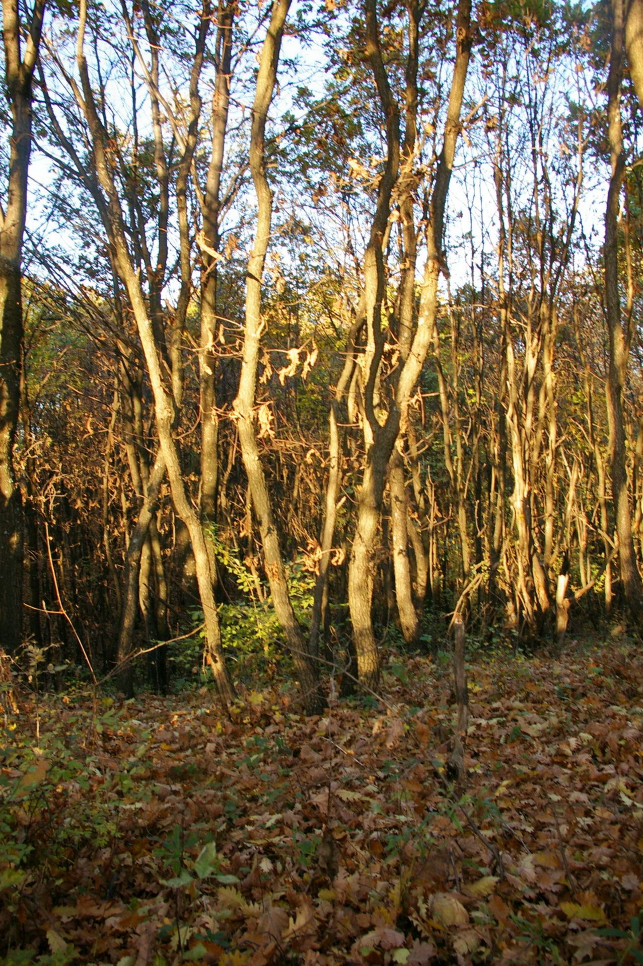 NR 8 ACRES OF FOREST LAND BULGARIA, HUNGARIAN OAK - Image 9 of 27