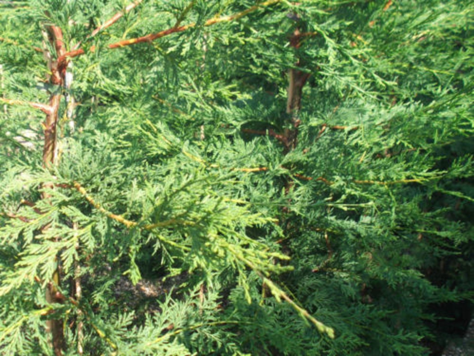 LLEYLANDII HEDGING 500 potted plants approx 2ft high - Image 5 of 5