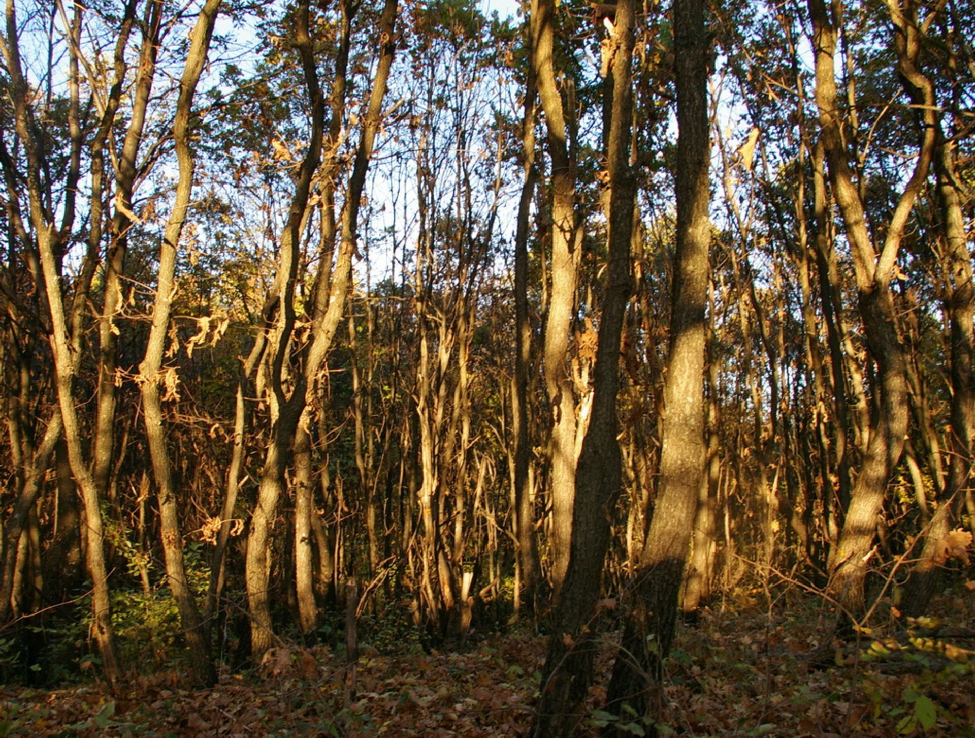 NR 8 ACRES OF FOREST LAND BULGARIA, HUNGARIAN OAK - Image 5 of 27