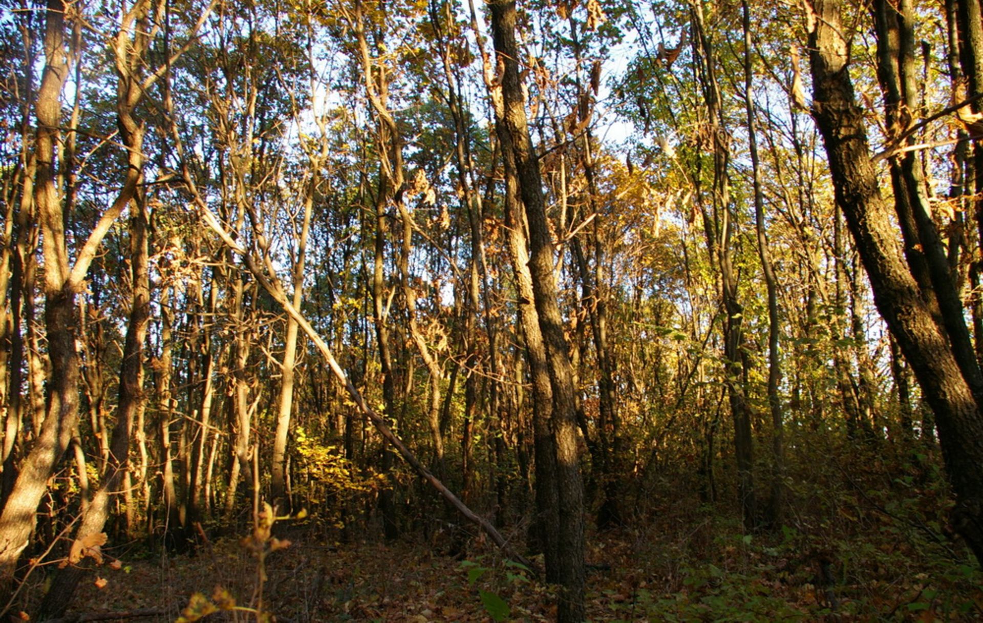 NR 8 ACRES OF FOREST LAND BULGARIA, HUNGARIAN OAK - Image 4 of 27