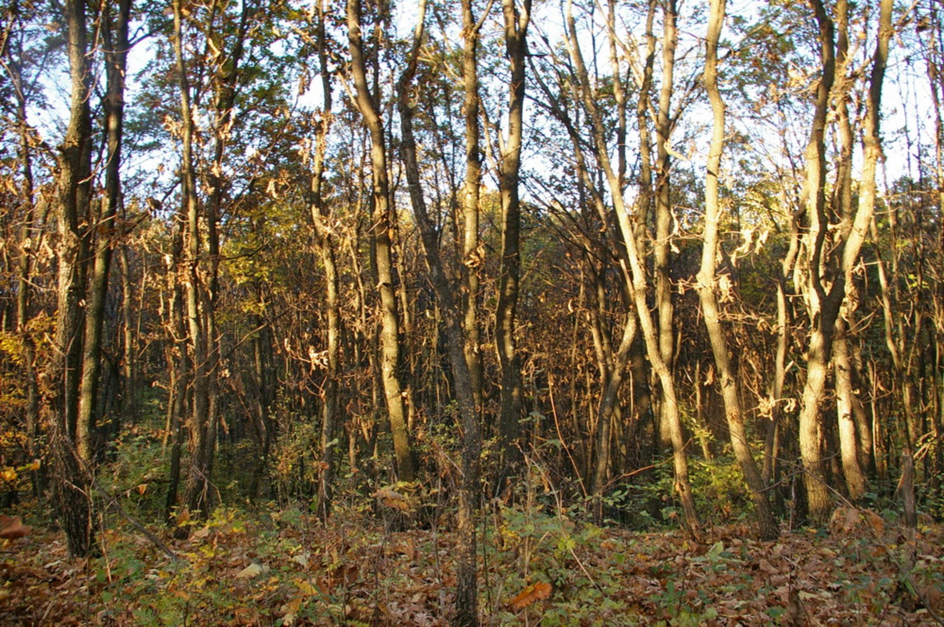 NR 8 ACRES OF FOREST LAND BULGARIA, HUNGARIAN OAK - Image 7 of 27