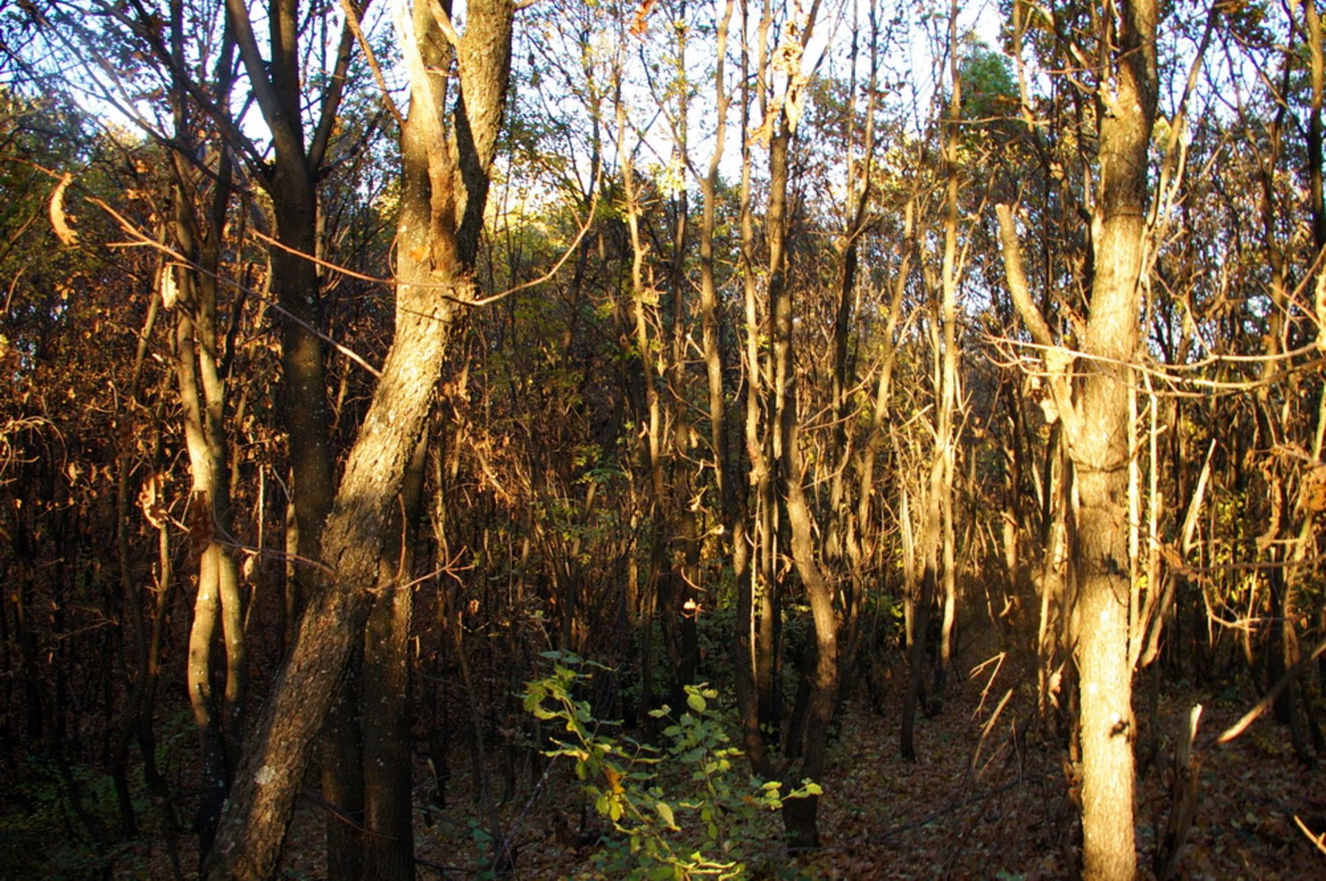 NR 8 ACRES OF FOREST LAND BULGARIA, HUNGARIAN OAK - Image 3 of 27