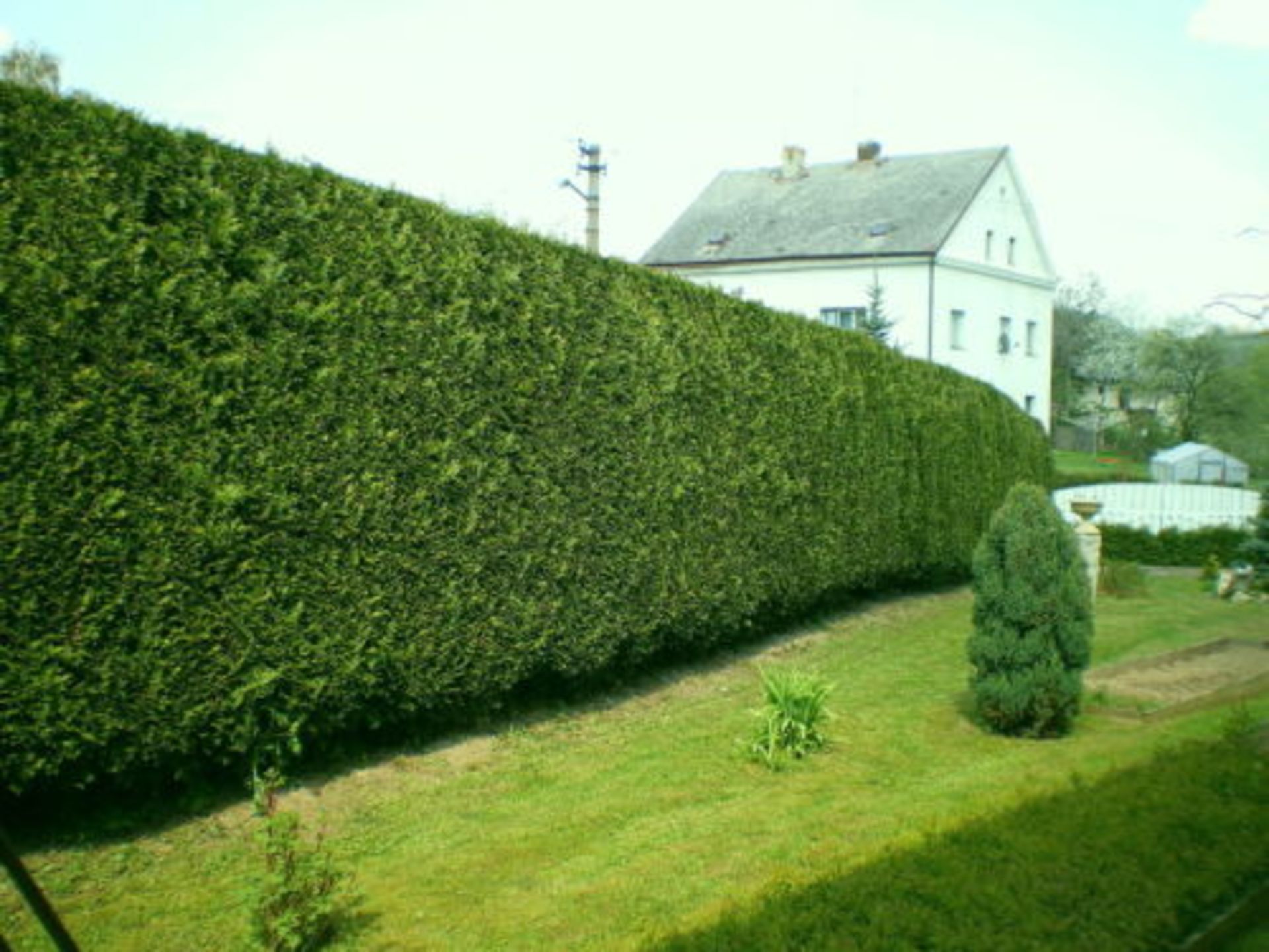 LLEYLANDII HEDGING 500 potted plants approx 2ft high - Image 3 of 5