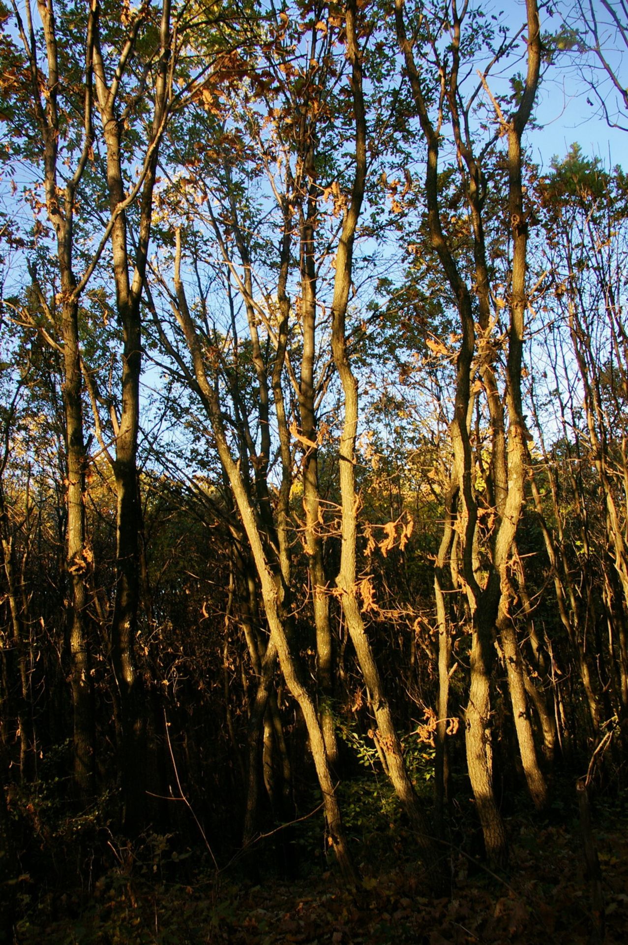 NR 8 ACRES OF FOREST LAND BULGARIA, HUNGARIAN OAK - Image 8 of 27