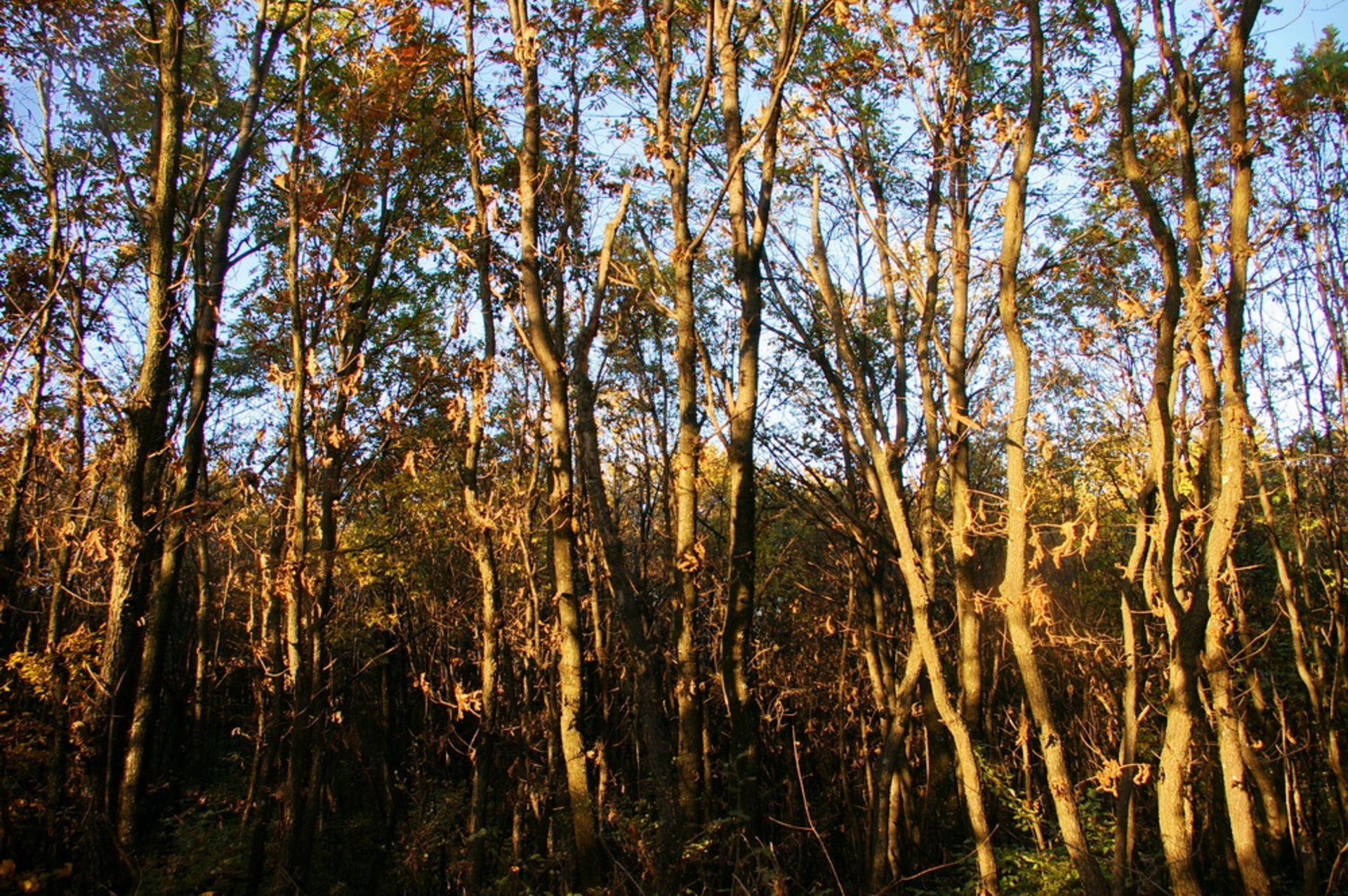 NR 8 ACRES OF FOREST LAND BULGARIA, HUNGARIAN OAK - Image 6 of 27