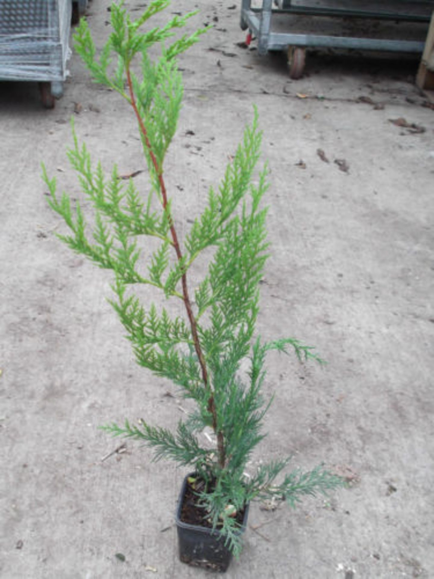 LLEYLANDII HEDGING 500 potted plants approx 2ft high - Image 4 of 5