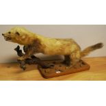 NV- a stuffed and mounted ermine