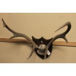 7 point Red Deer antlers on shield plaque.