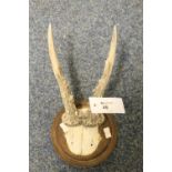 Small Roe Deer antlers on circular plaque.