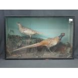 Specimen cased pair of Common Pheasants