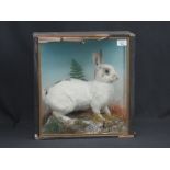 Cased specimen White Rabbit standing on