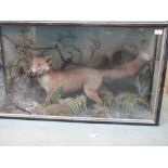 Cased specimen Juvenile Red Fox (Vulpes